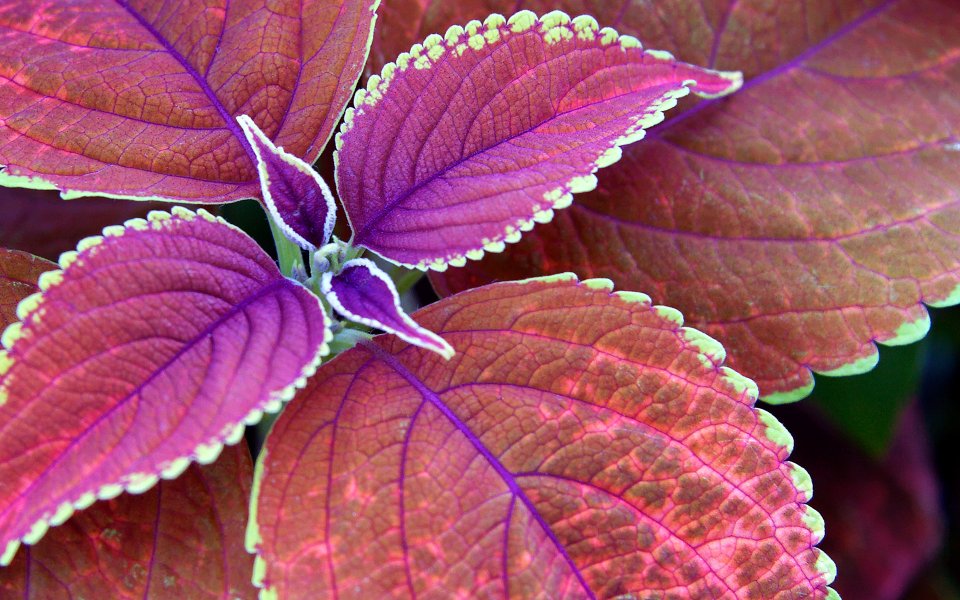MSwanson Coleus Colorful Leaves Macro Closeup