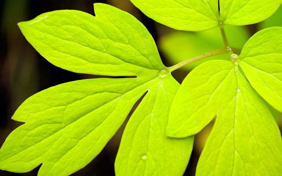 MSwanson Leaf 44 Bright Green Leaves Macro Photography