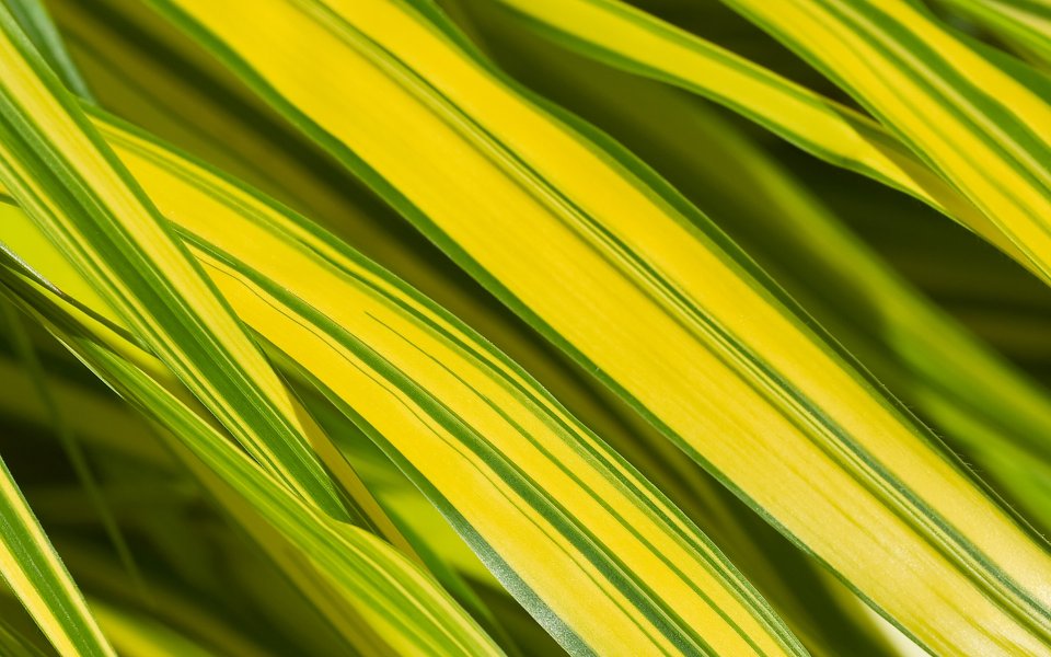 MSwanson Leaf Series Yellow Green Striped Leaves Macro Closeup