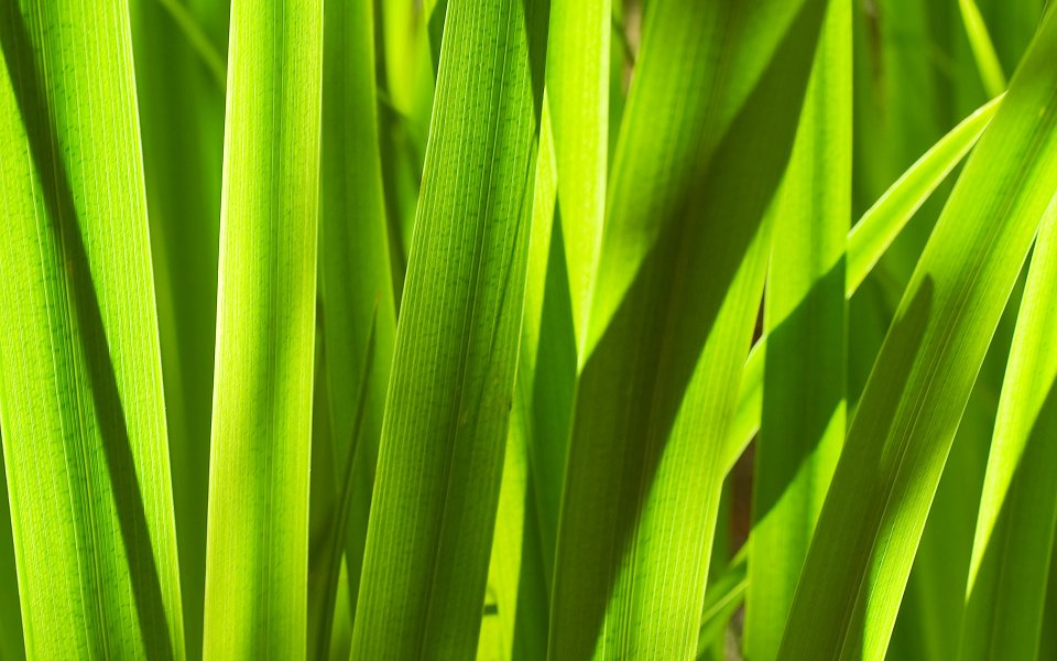 MSwanson Leaf Series Sunlit Green Leaves Macro Closeup