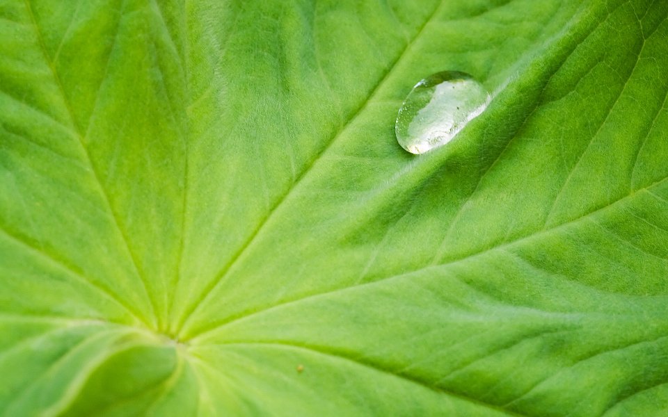 MSwanson 绿叶水珠微距摄影作品 Leaf 58