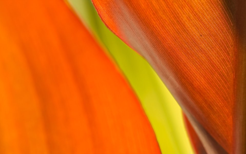 MSwanson Orange Red Leaf Macro Closeup