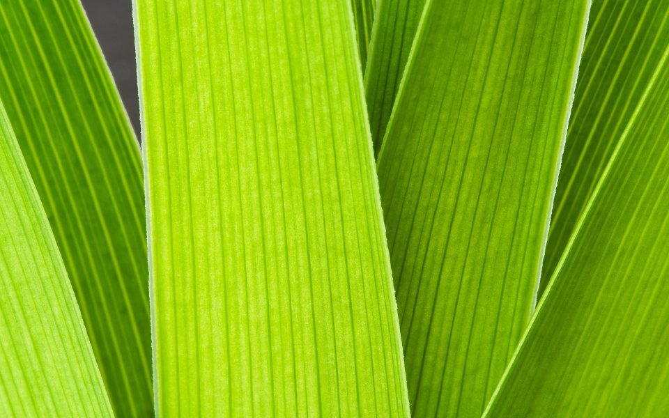 MSwanson Bright Green Leaf Macro Closeup