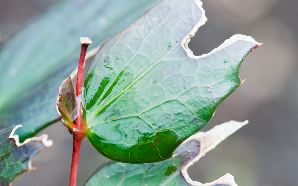 MSwanson Leaf 64 Macro Closeup Of Green Leaf With Water Drops