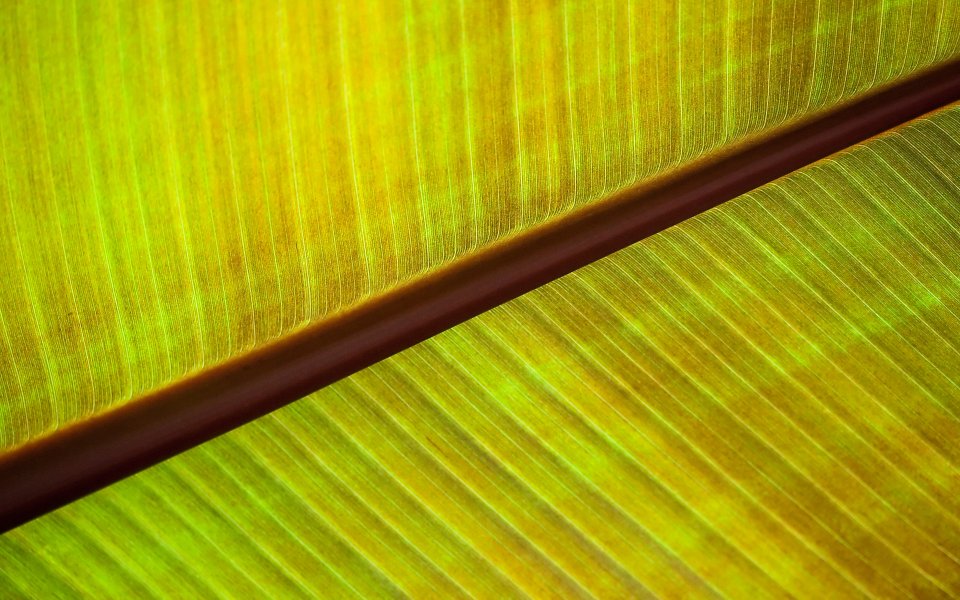 摄影师MSwanson 香蕉叶叶脉微距特写 Leaf 65