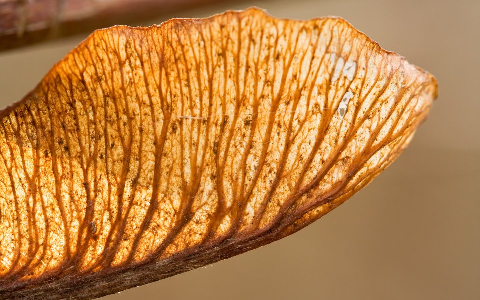 MSwanson Seed 01 Translucent Dry Samara Macro Photography
