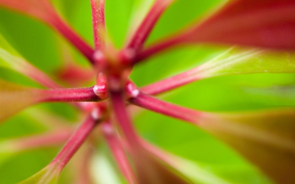 MSwanson Stems 03 Colorful Plant Stem Macro Closeup