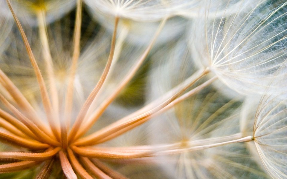 MSwanson Dandelion Seed Stems Macro Closeup