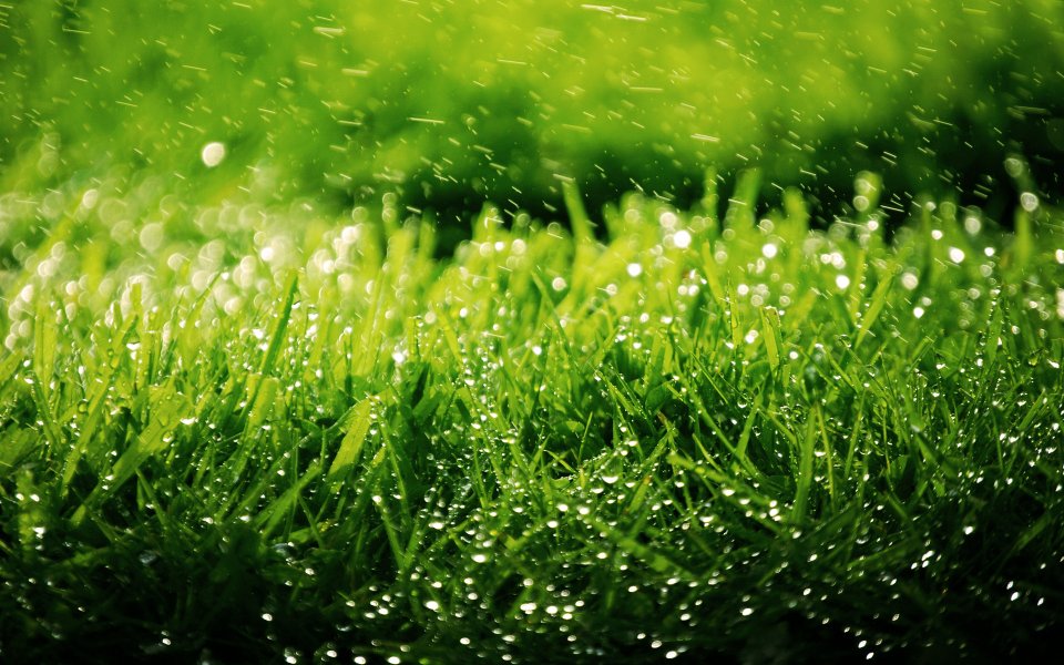 雨后鲜绿草地露珠微距特写