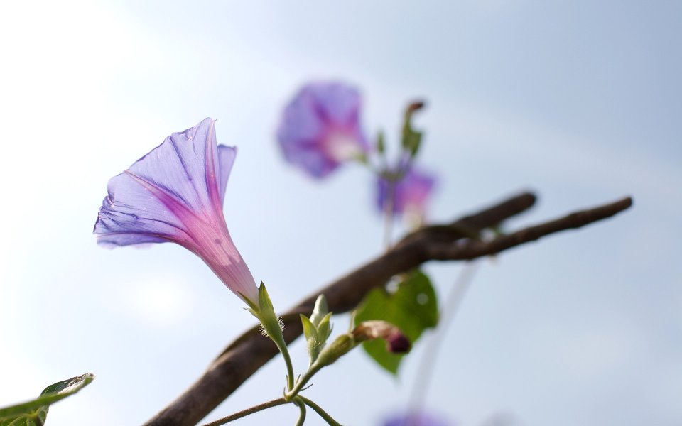 晴日蓝天下的紫色牵牛花特写