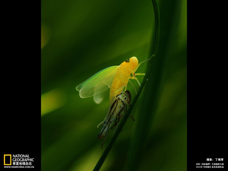Newly Emerged Yellow Cicada On Grass Stem National Geographic Macro Photo
