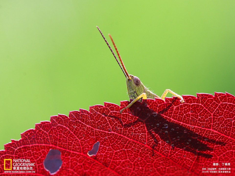 Grasshopper Macro Closeup On Red Leaf National Geographic