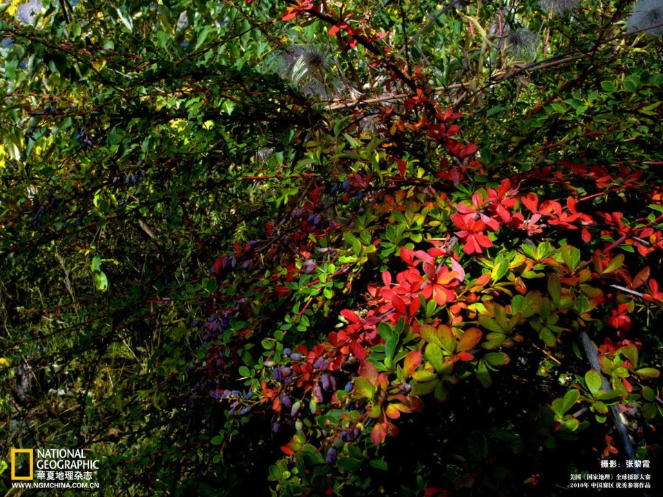 Autumn Barberry Shrub Red Leaves Purple Berries National Geographic Photo