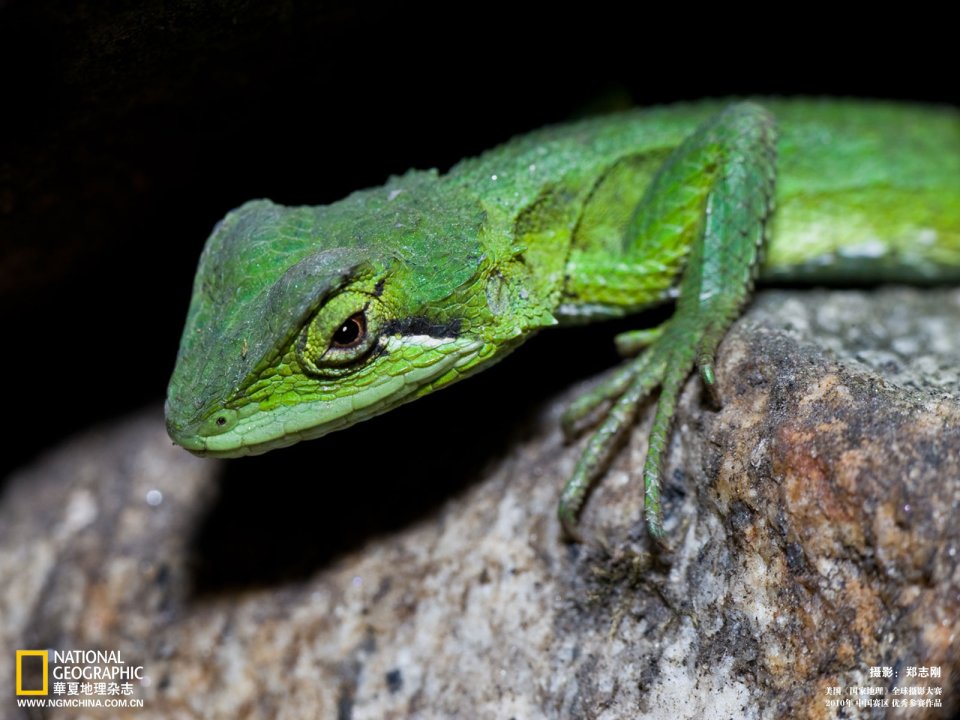 Green Lizard Perched On Rock Macro Closeup National Geographic Photo