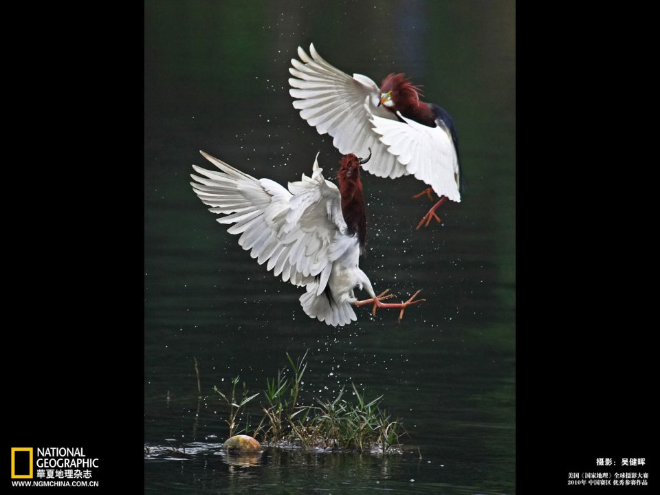 Two Pond Herons Fighting Over Water National Geographic Wildlife Photo