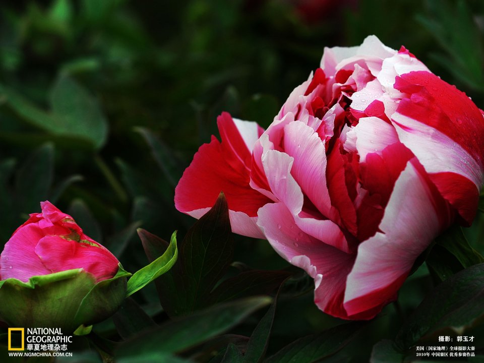 Red White Peony Closeup National Geographic 2010 Photo Contest