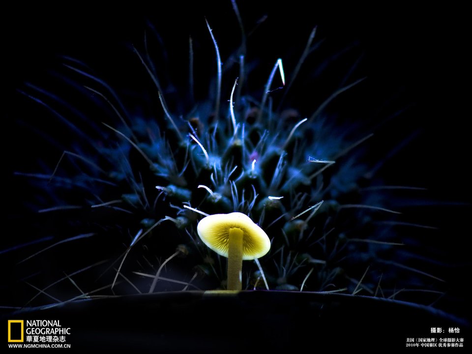 Glowing Mushroom And Cactus Macro Photo National Geographic 2010