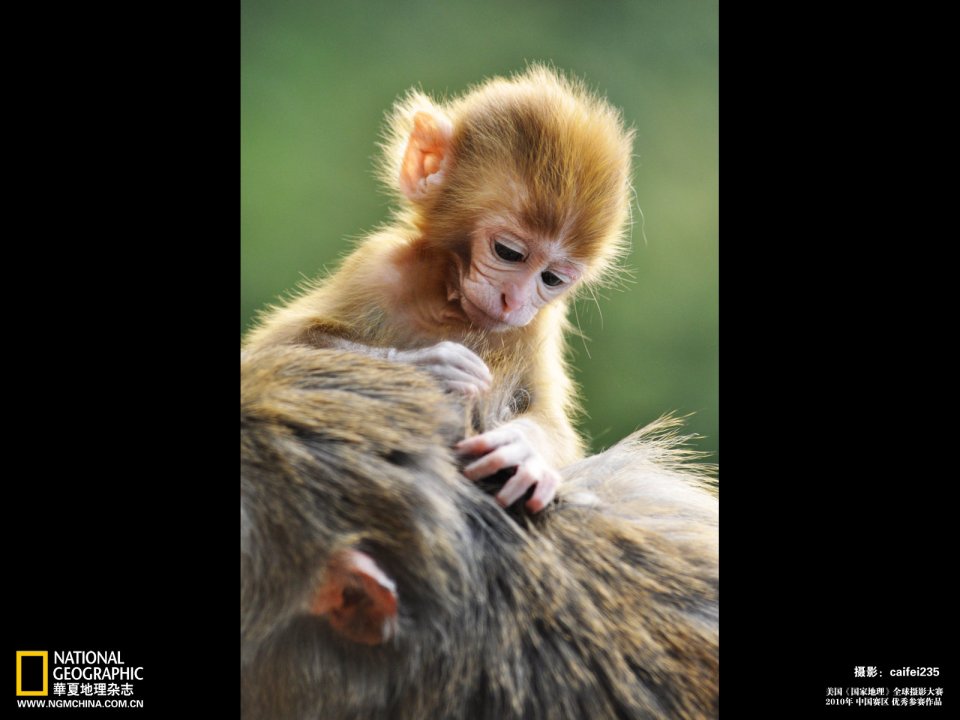 Baby Macaque Riding On Mothers Back 2010 National Geographic Photo