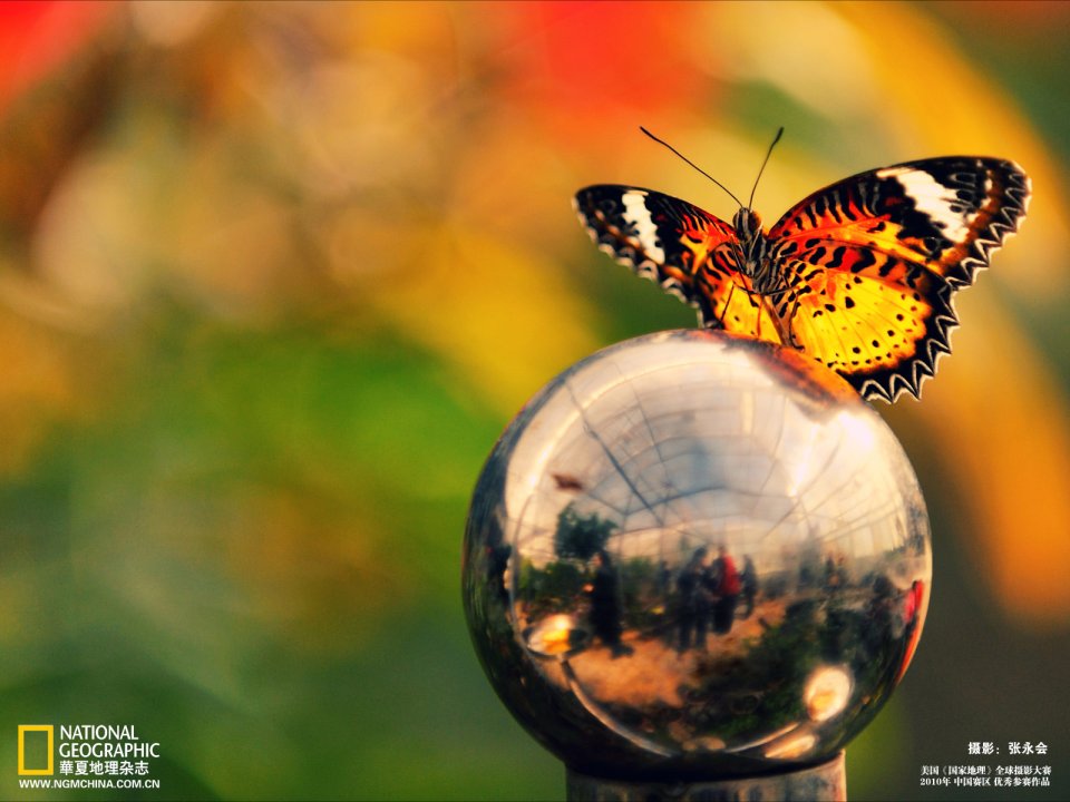 Colorful Butterfly Perched On Reflective Metal Ball Nature Photo