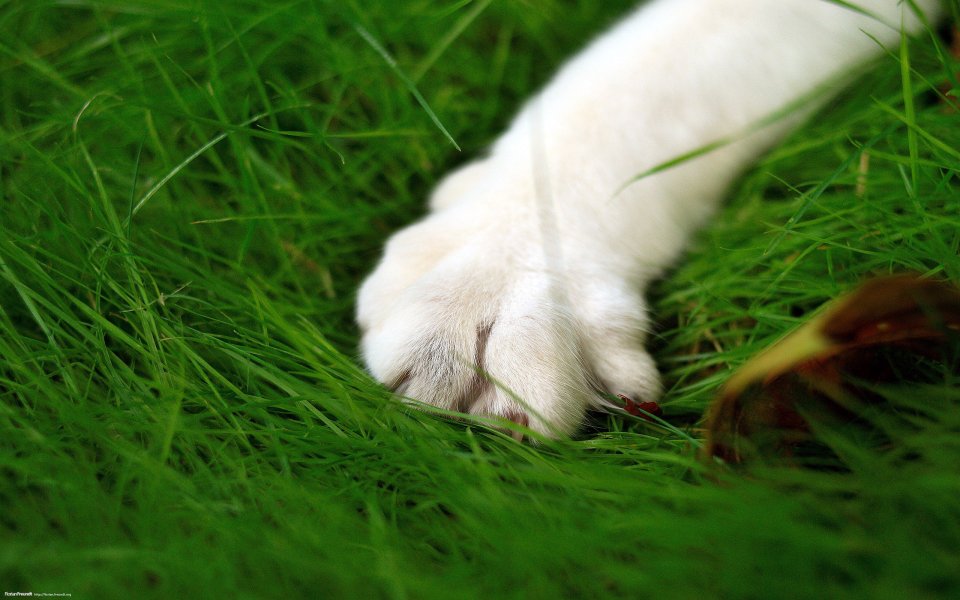 White Pet Paw Macro Close Up On Green Grass