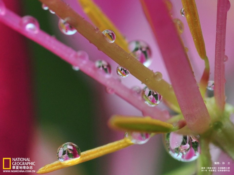2011国家地理摄影大赛 粉色花蕊上的晶莹露珠微距特写