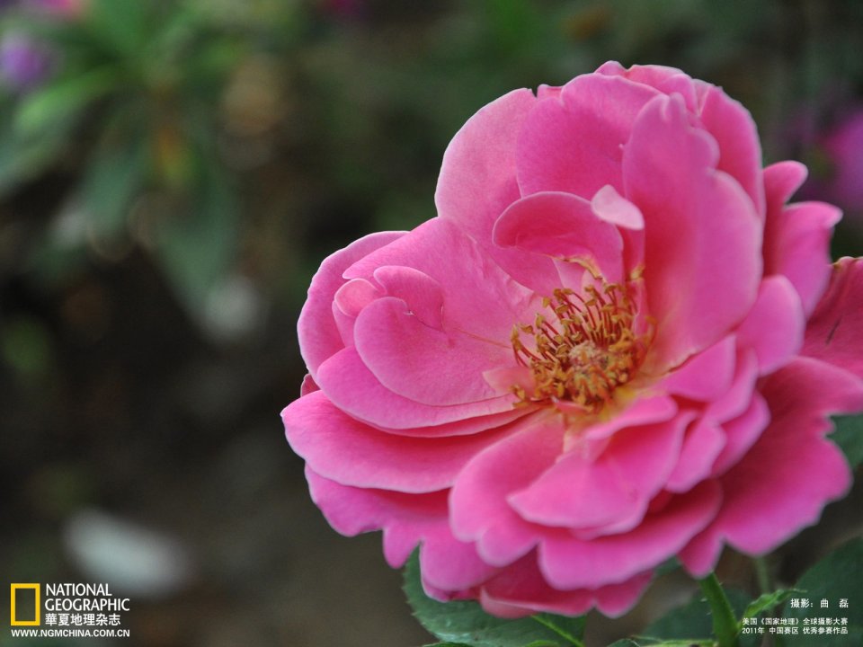 2011国家地理摄影大赛 粉色月季花特写