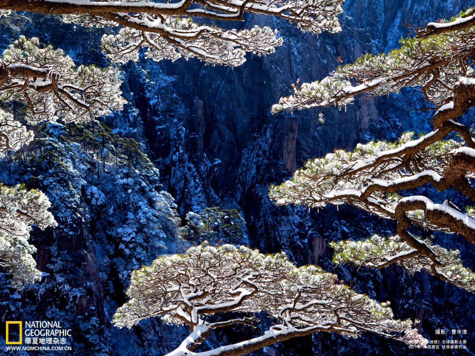 中国安徽黄山雪后冬日黄山松壮丽风光