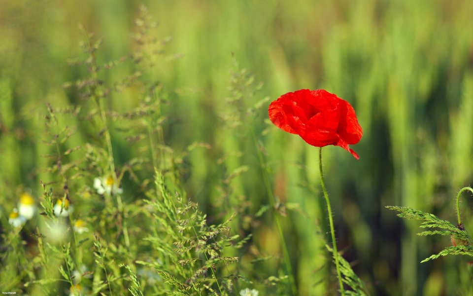 Single Red Poppy Flower In Wild Meadow Closeup