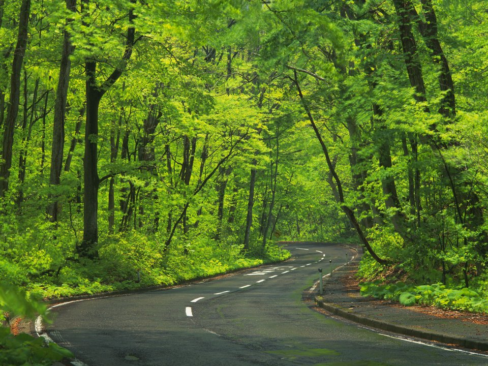 Winding Asphalt Road Through Lush Summer Green Forest