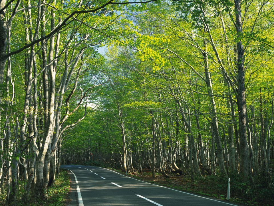 Japan Spring Fresh Green Forest Winding Road Landscape