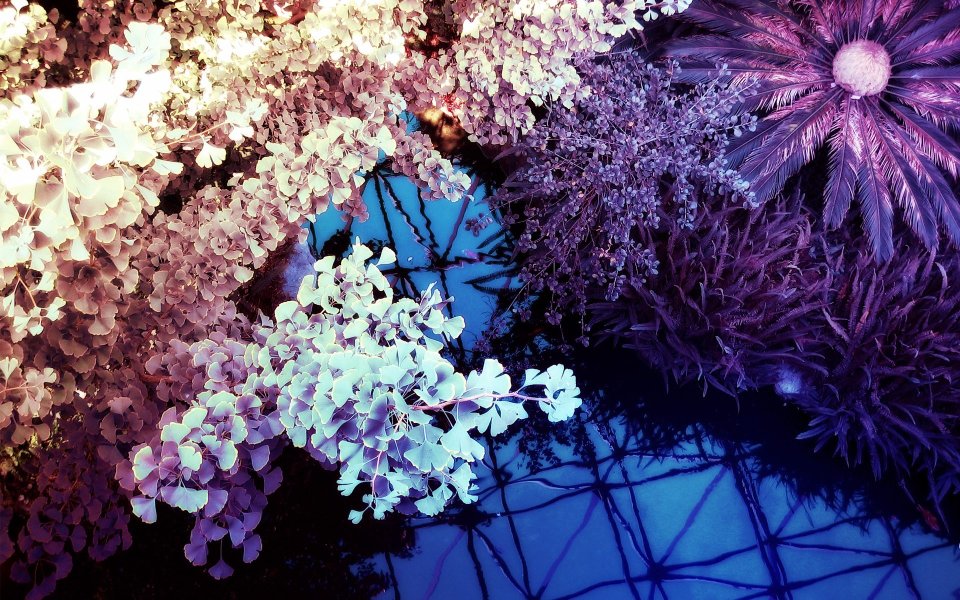 Surreal Infrared Photography Purple Blue Fantasy Plant Scene