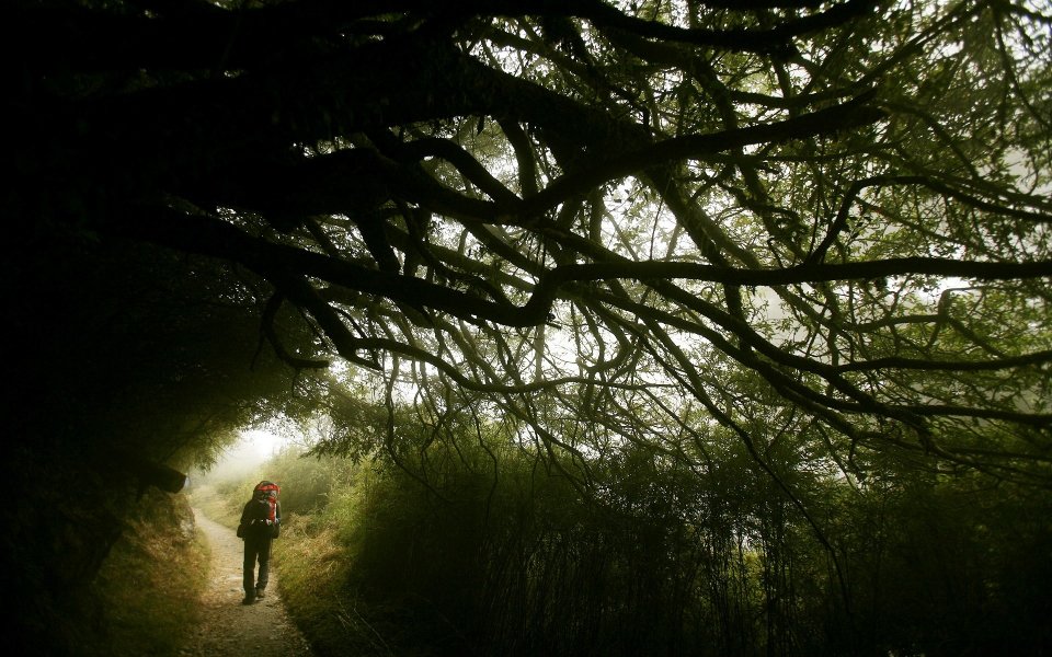 Hiker On Foggy Forest Trail Of Nengao Mountain Taiwan China