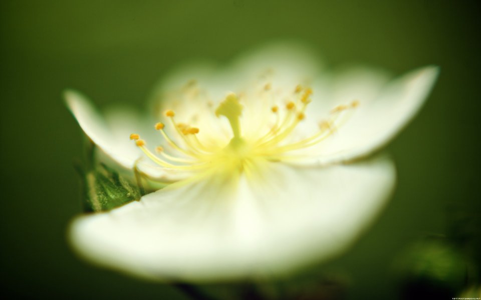 Shallow Depth Of Field Soft Focus White Wild Flower Macro Closeup