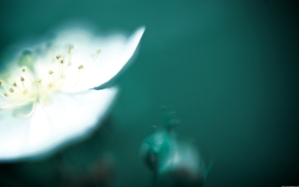 柔焦虚化白色小花微距摄影 青绿色治愈背景壁纸