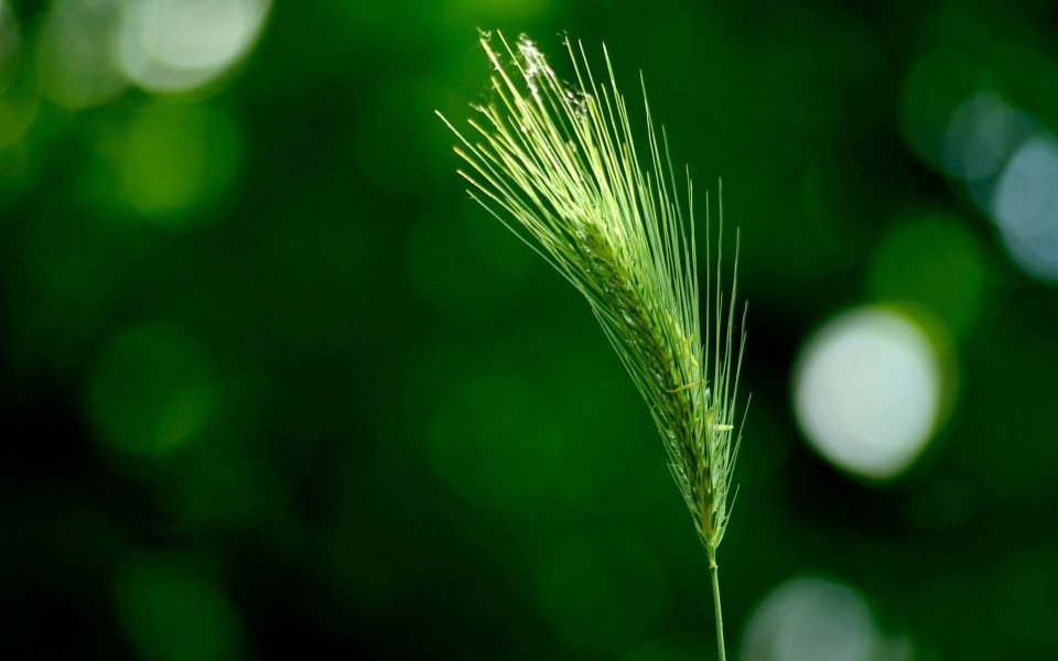 Closeup Of Green Wheat Spike With Morning Dew Nature Wallpaper