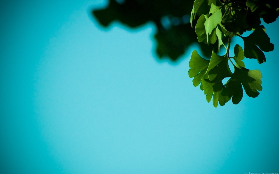 Fresh Green Ginkgo Leaves Under Cyan Blue Sky