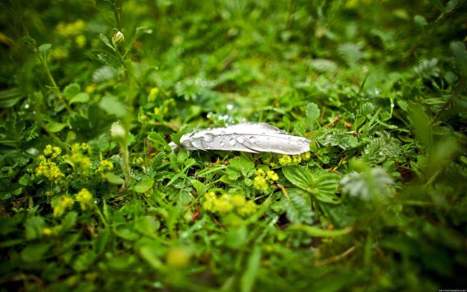 White Feather With Dewdrops On Rainy Green Grass Macro Photo