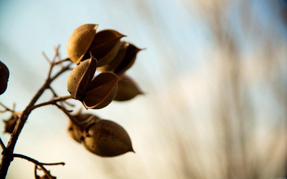 Backlit Dry Plant Seed Pod Macro Closeup