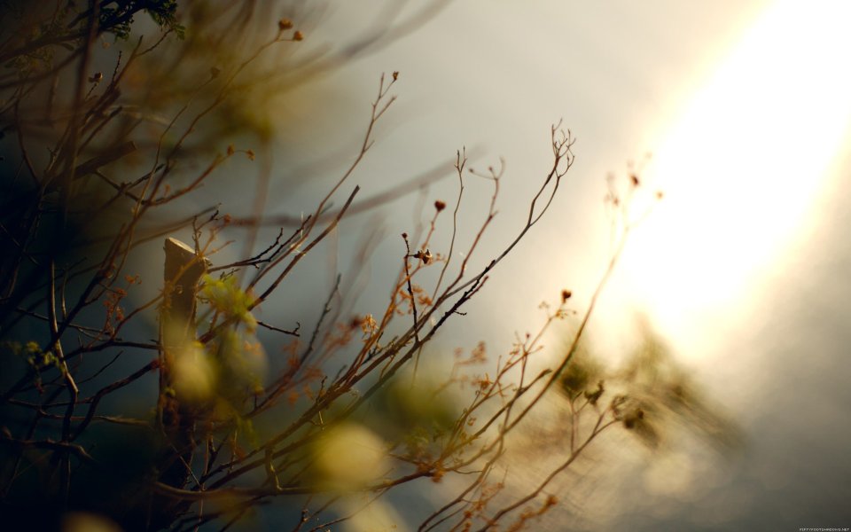 Spring Warm Sun Backlit Dry Branches Nature Photography