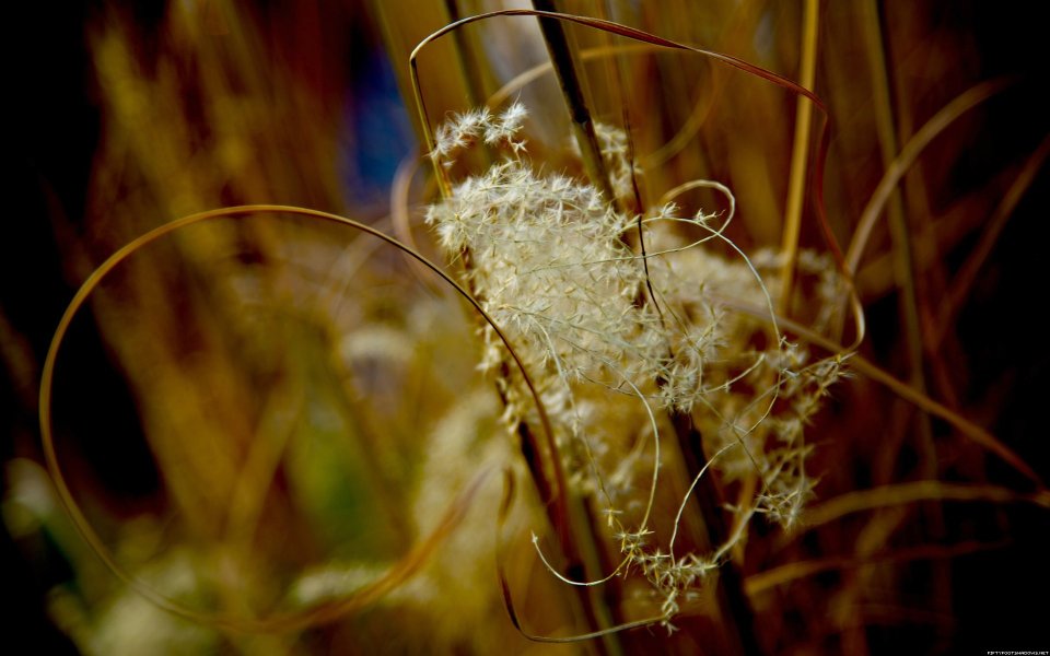Autumn Warm Tone Miscanthus Fluff Spike Macro Photography
