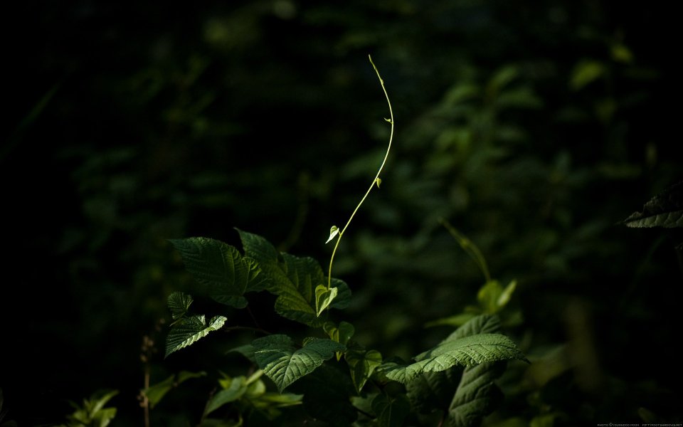 Backlit Green Tender Vine Growing In Dark Forest