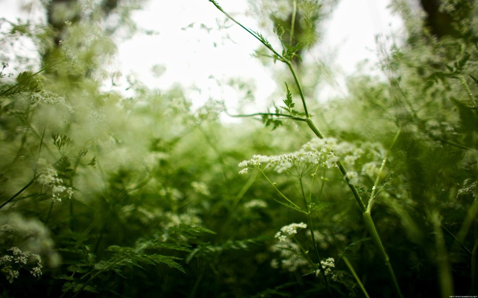 Low Angle Shot White Umbellate Flowers Fresh Green Nature Photography