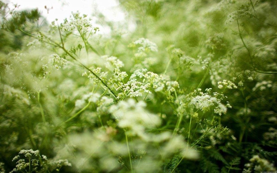 Spring Meadow White Umbellate Wildflowers Green Nature Photo