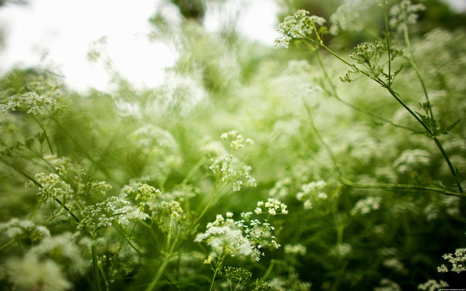 Spring White Wildflowers Green Meadow Shallow Focus Closeup
