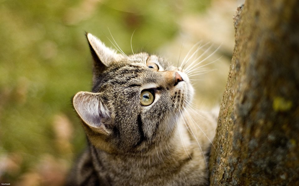 Tabby Cat Looking Up Beside Tree Trunk Outdoor