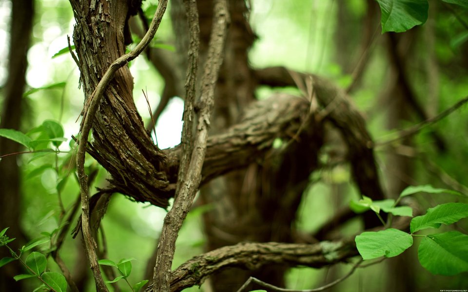 Twisted Old Vine Closeup In Lush Green Forest