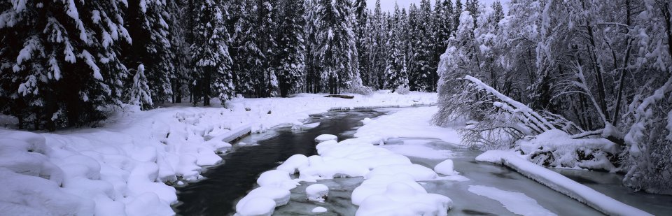 Winter Snow Coniferous Forest Unfrozen Stream Panoramic Scenery