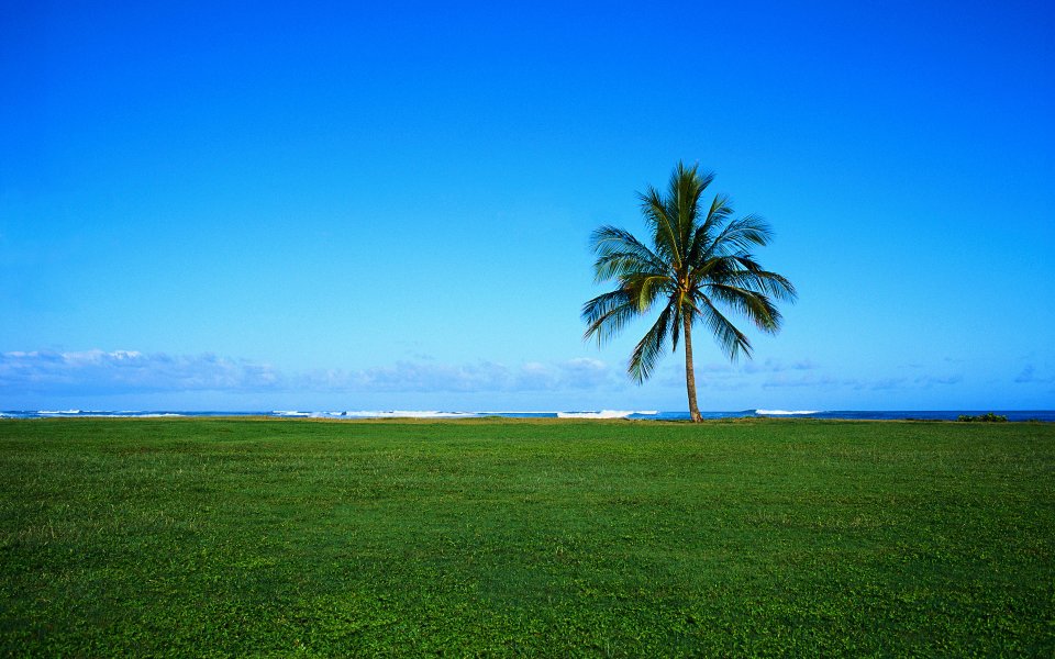 晴朗蓝天下滨海草坪的单棵椰子树海景
