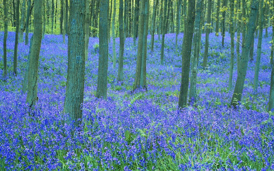 英国春日森林蓝铃花紫色花海