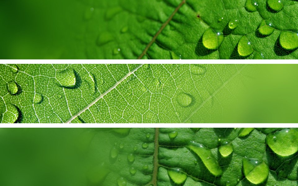 Green Leaf Water Drop Macro Closeup Nature Wallpaper